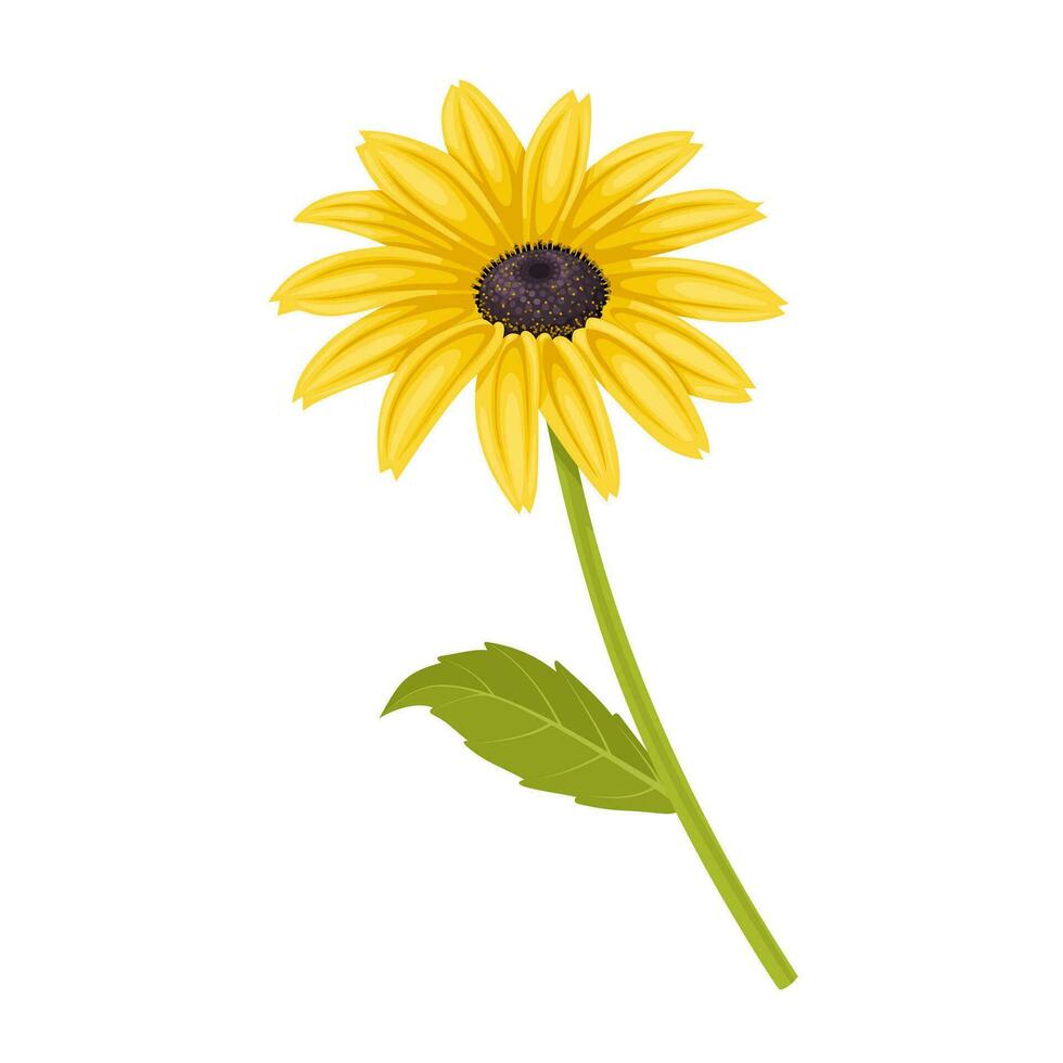 Vector illustration, Thunbergia alata, commonly called black-eyed Susan vine, isolated on white background.