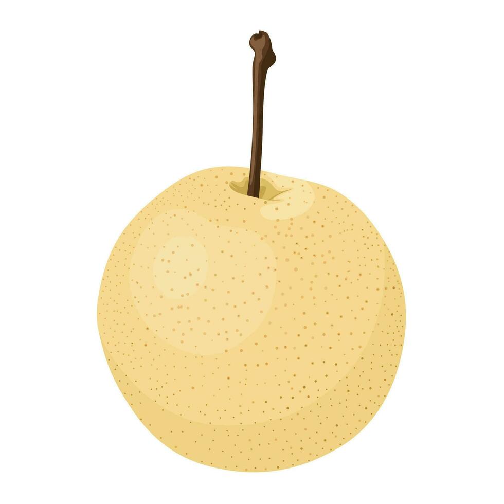 Vector illustration, Pyrus pyrifolia, known as Japanese pear or Chinese pear, isolated on white background.