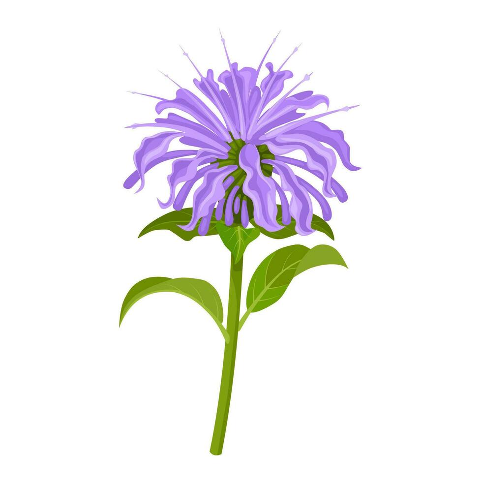 vector ilustración, monarda fistulosa, salvaje bergamota o abeja bálsamo, aislado en blanco antecedentes.