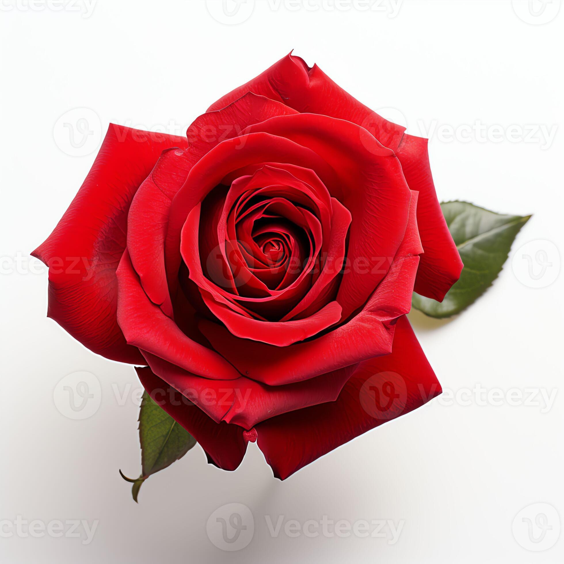 AI generated red rose real photo photorealistic stock photograph 35604207 Stock Photo at Vecteezy