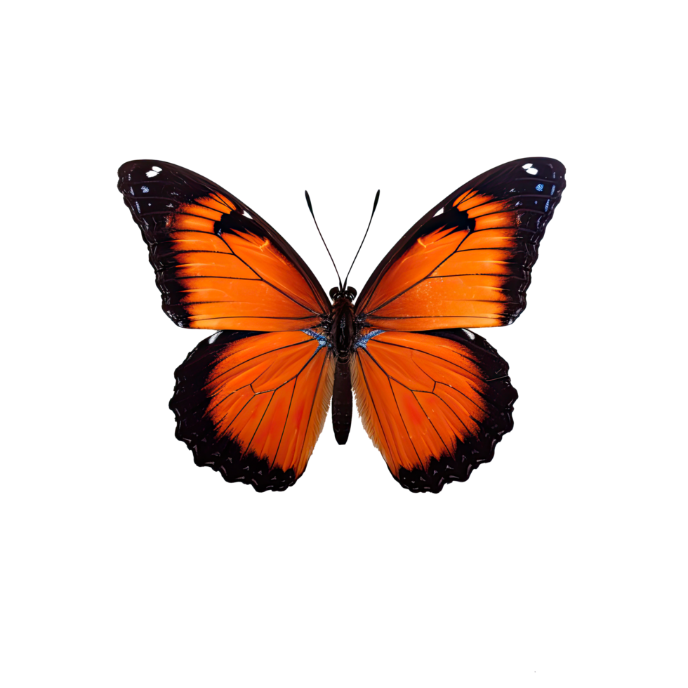 AI generated Graceful Butterfly in Isolated on Transparent Background png