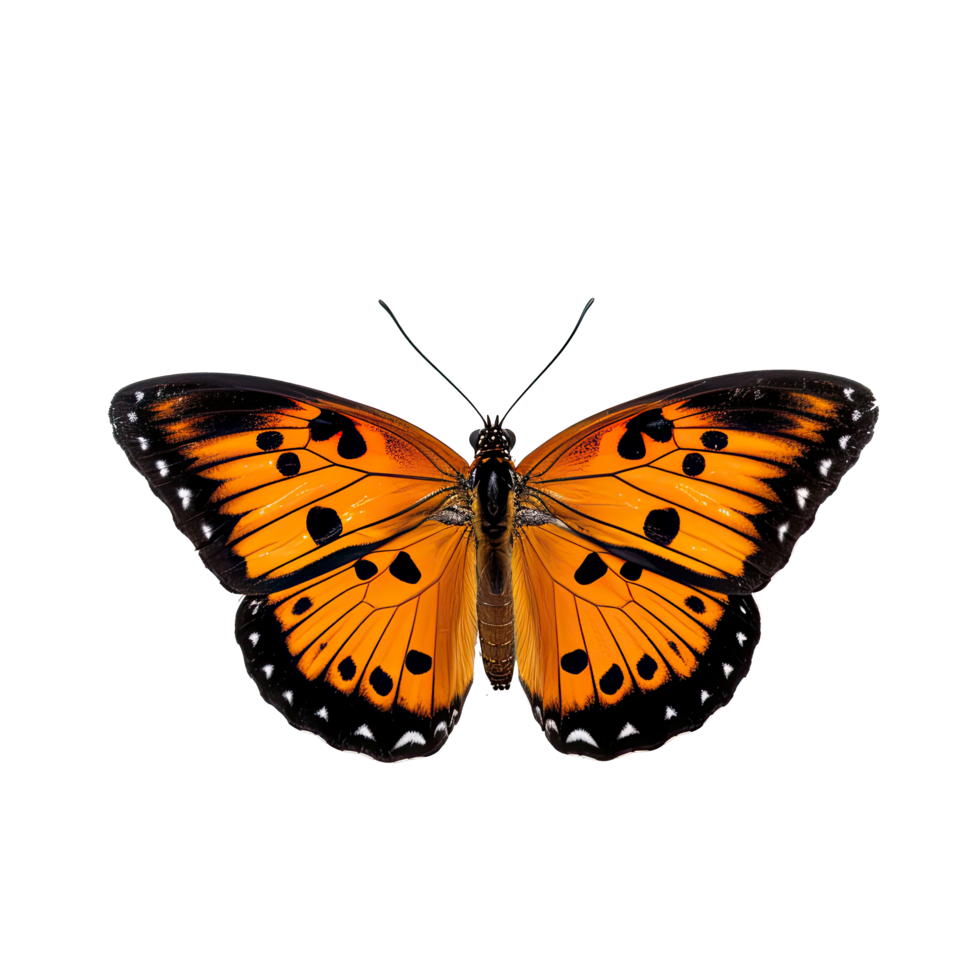 AI generated Graceful Butterfly in Side View Isolated on  Transparent Background png
