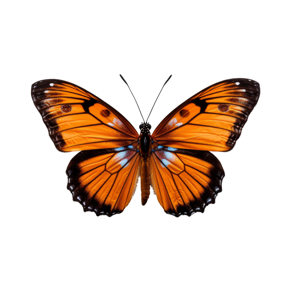 AI generated Graceful Butterfly in Isolated on Transparent Background png