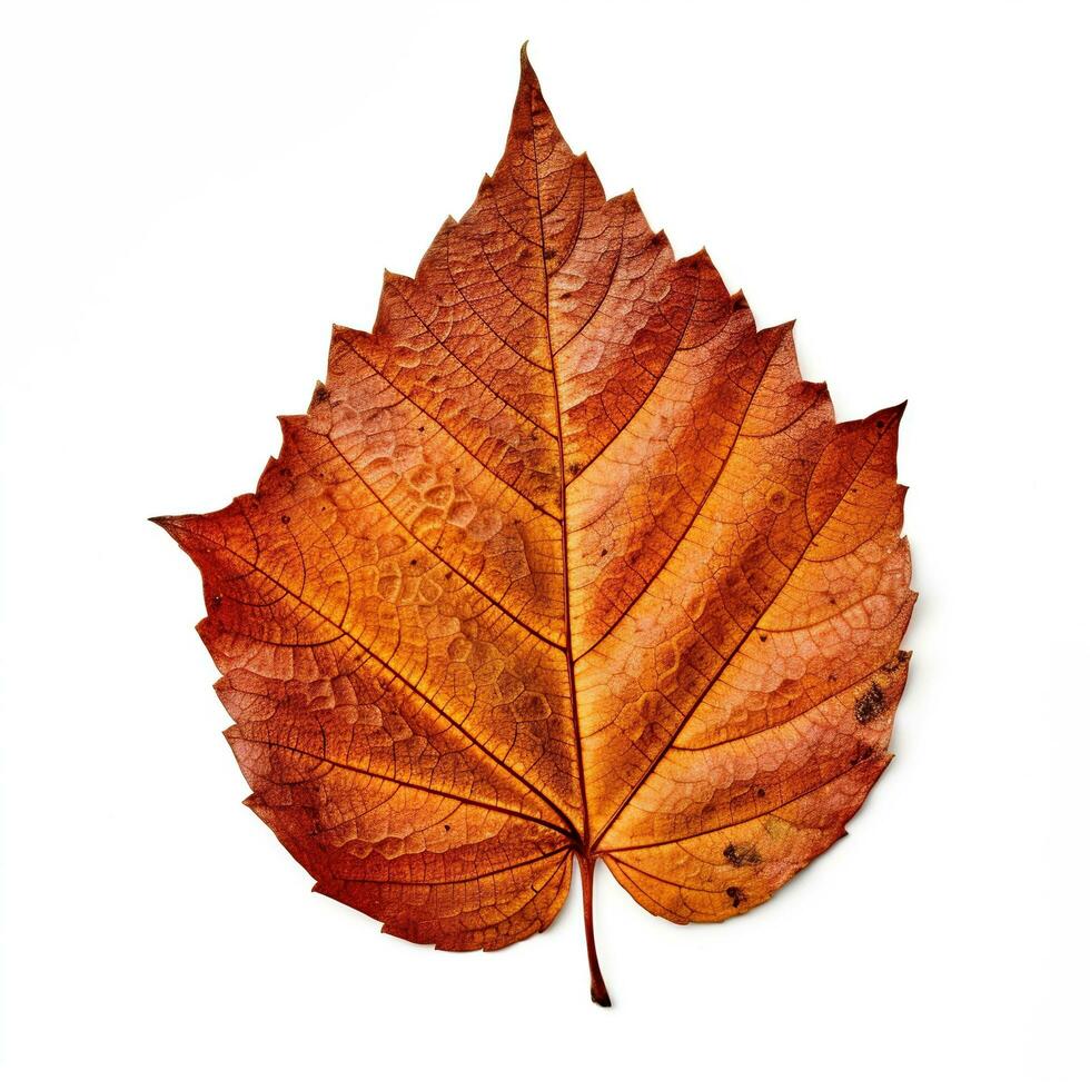 AI generated Single Spring autumn maple leaf with white background Created with generative Ai photo