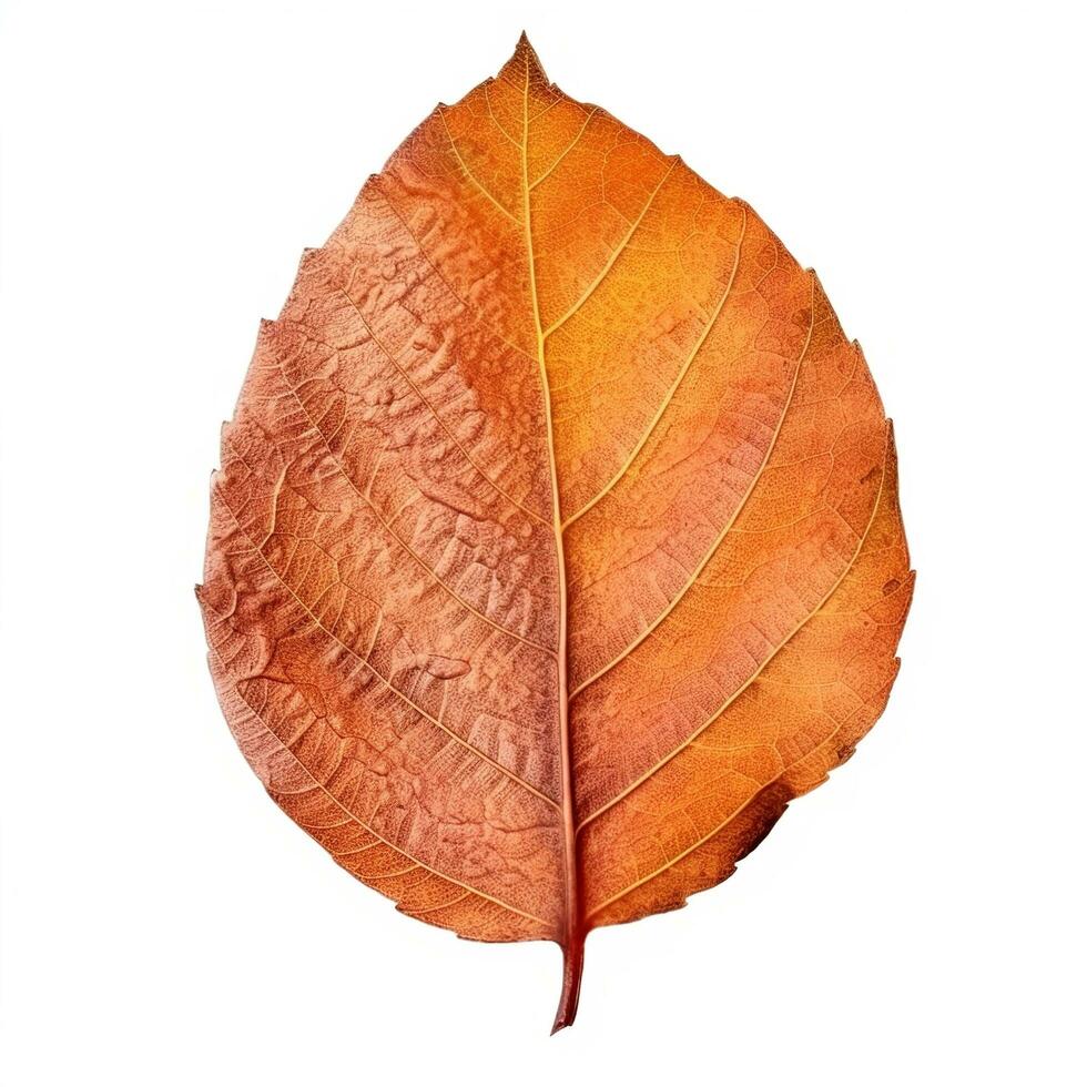 AI generated Single Spring autumn maple leaf with white background Created with generative Ai photo