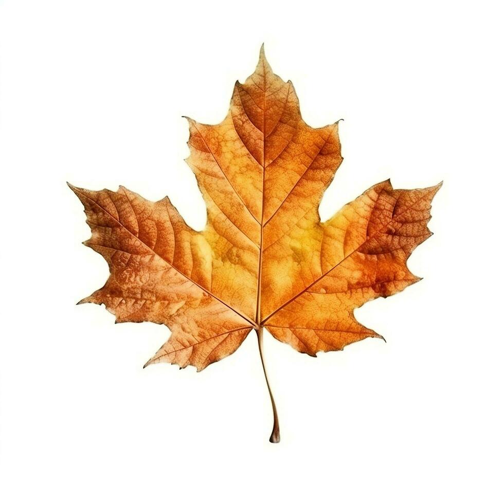 AI generated Single Spring autumn maple leaf with white background Created with generative Ai photo