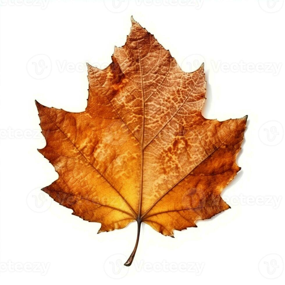 AI generated Single Spring autumn maple leaf with white background Created with generative Ai photo