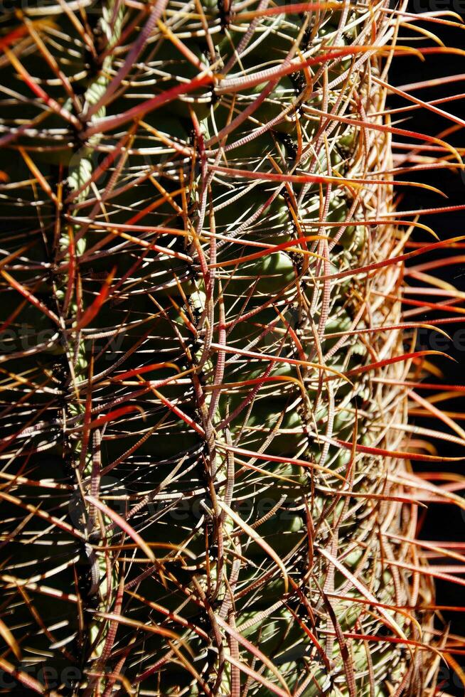 Compass barrel cactus photo