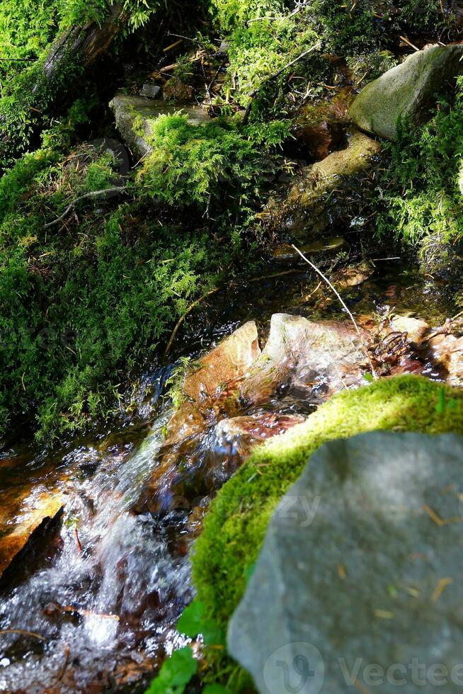 Green moss in alpine stream photo