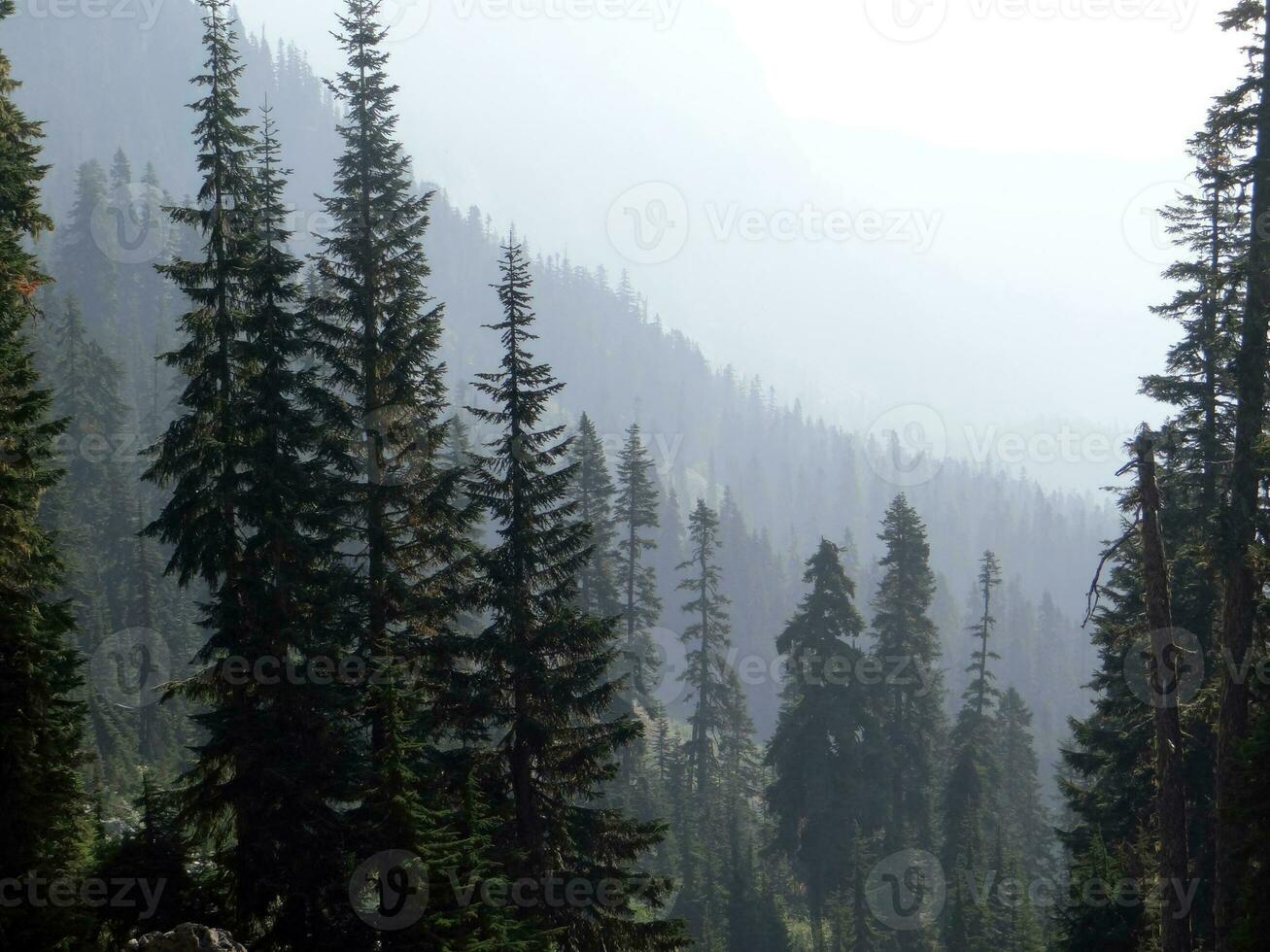 Conifers on a ridge photo