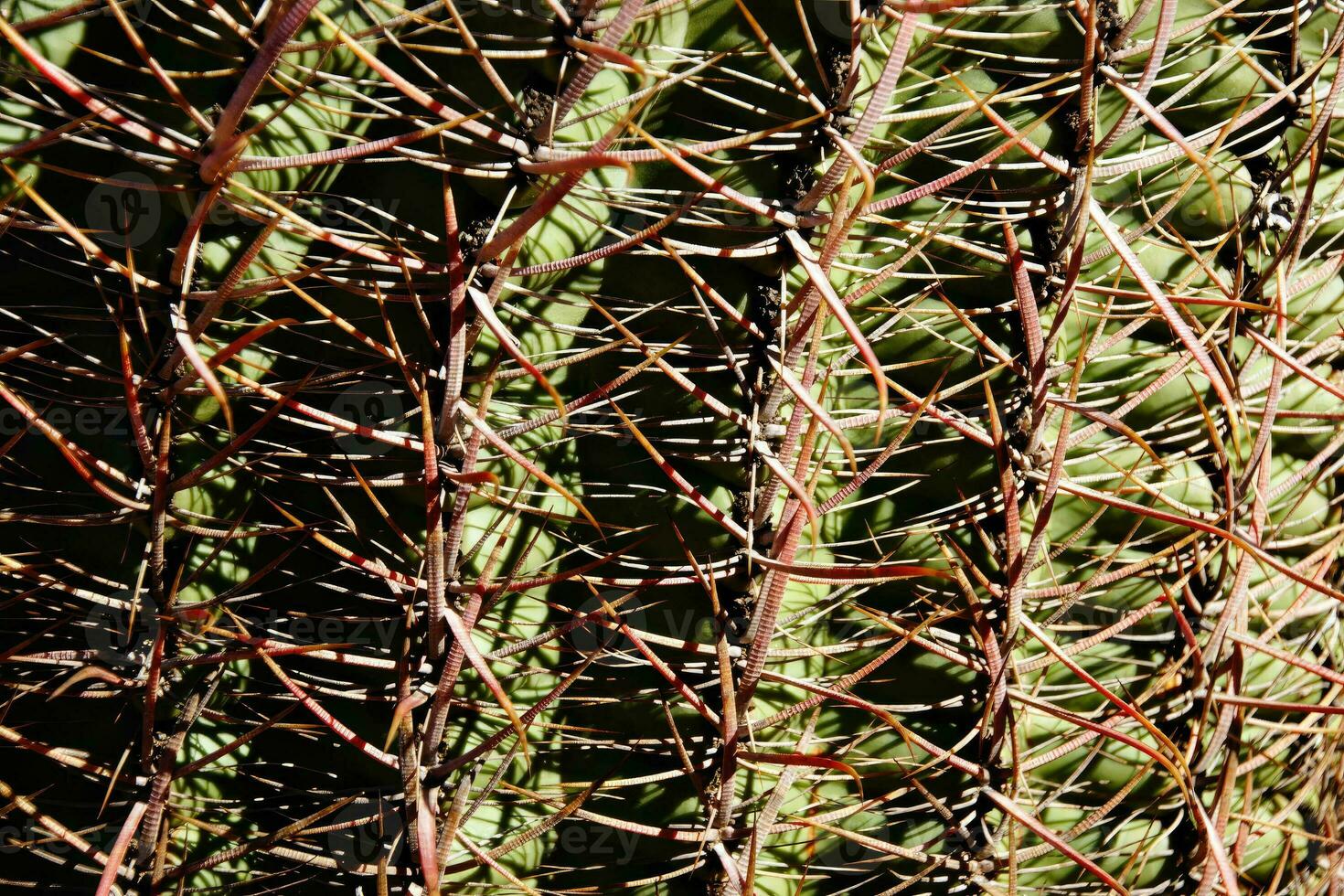 Compass barrel cactus photo