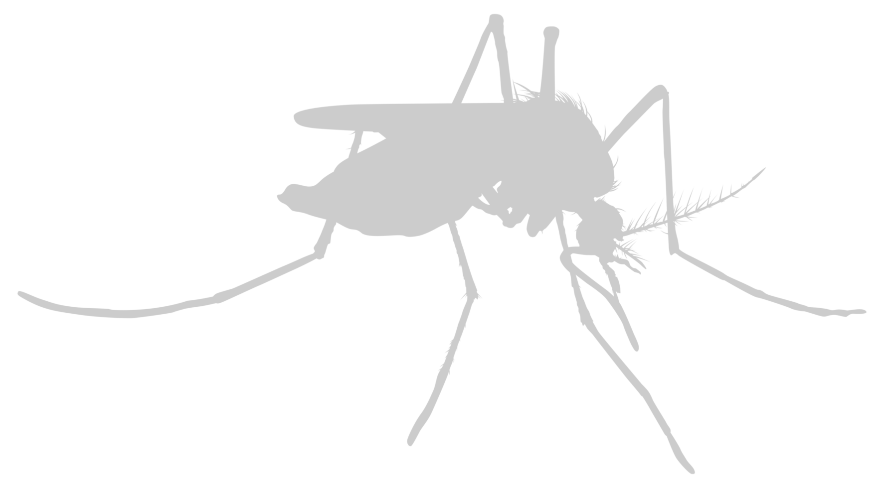 Mosquito Silhouette, can use for Art Illustration Pictogram, Website, and Graphic Design Element. Format PNG