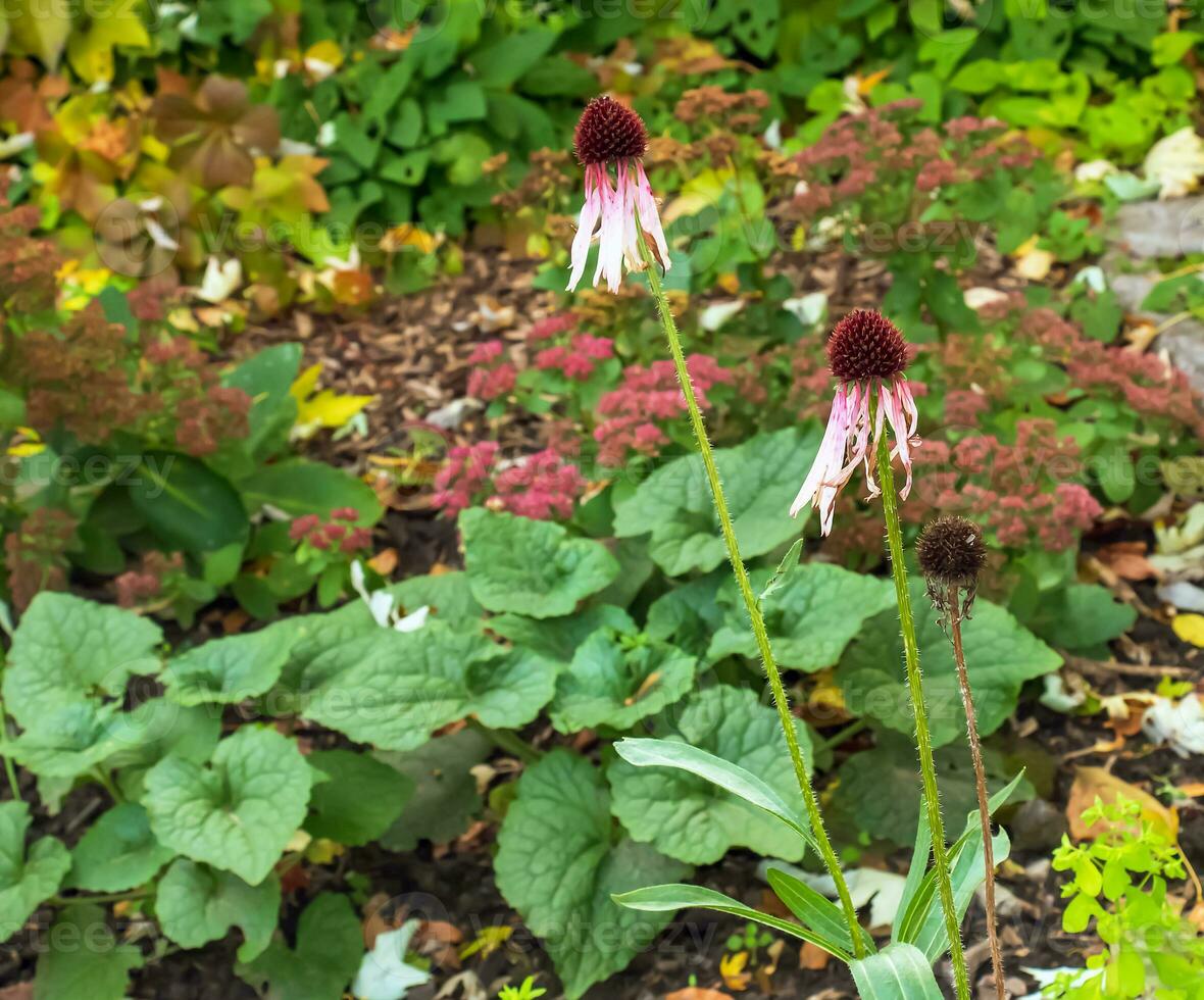 Echinacea purpurea. A classic North American prairie plant with showy large flowers. photo