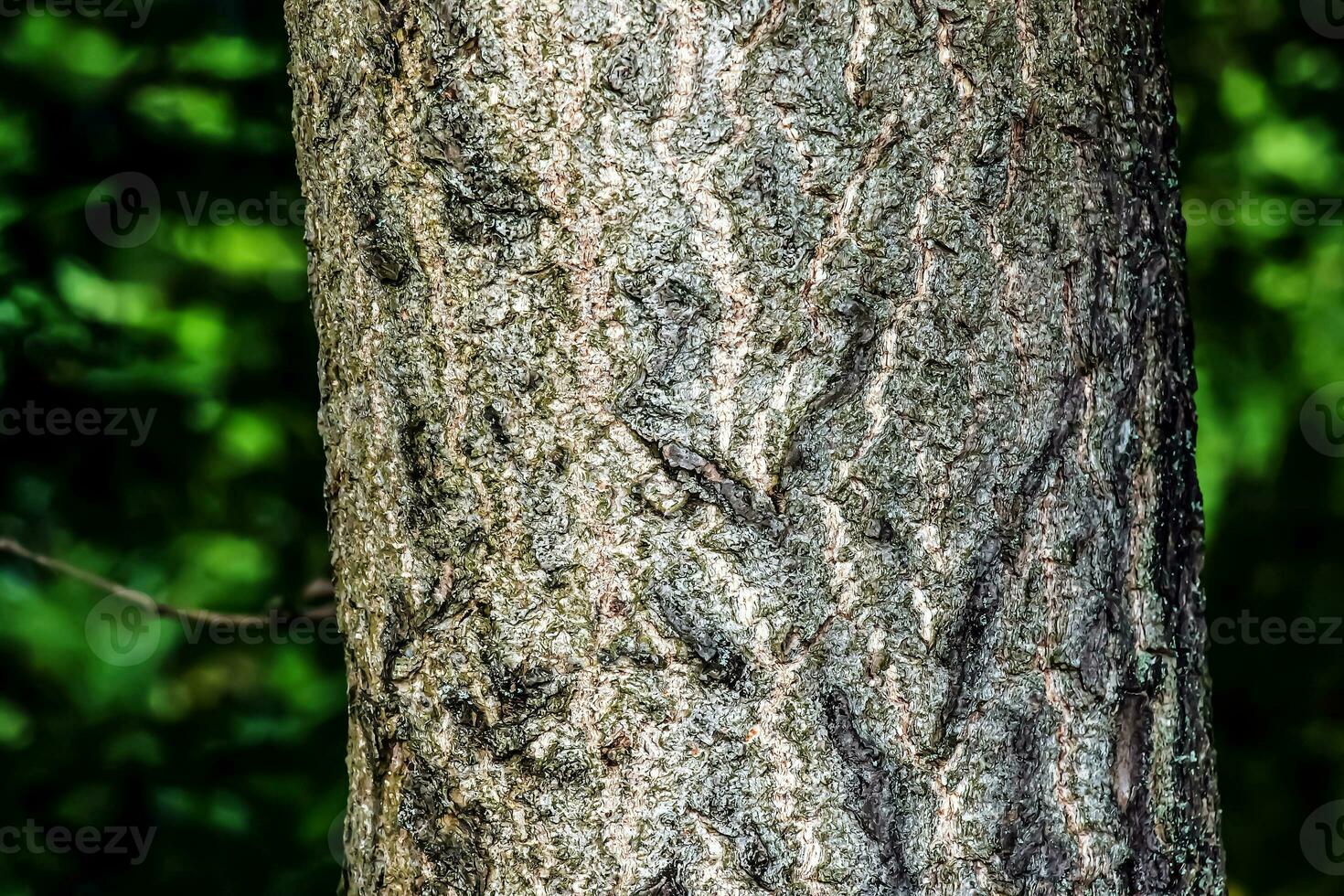 The dark gray texture of the bark of the ginkgo biloba tree, also called the maiden tree. photo