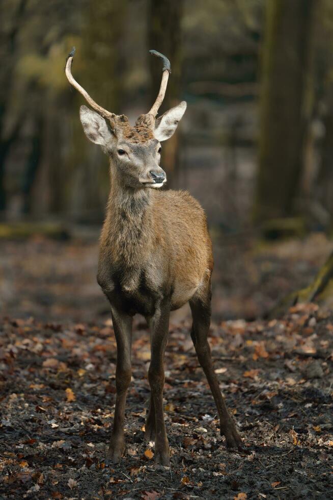 Portrait of Red deer in zoo photo