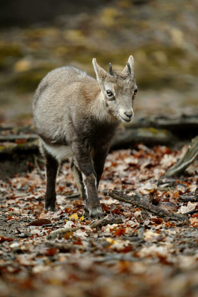 Portrait of Alpine ibex in zoo photo