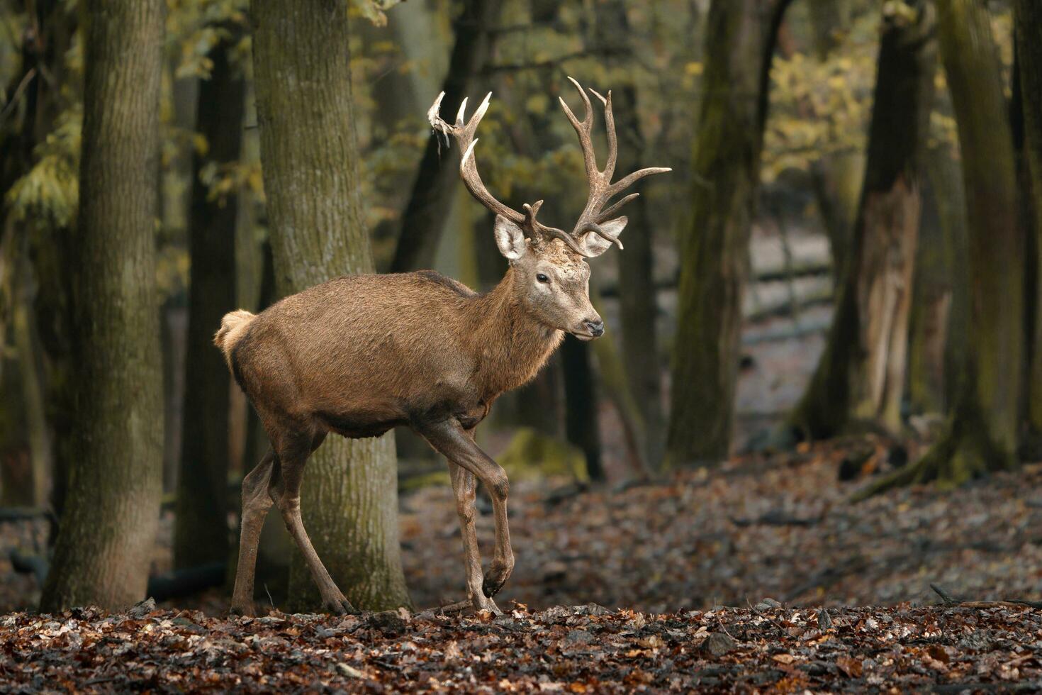 Portrait of Red deer in zoo photo