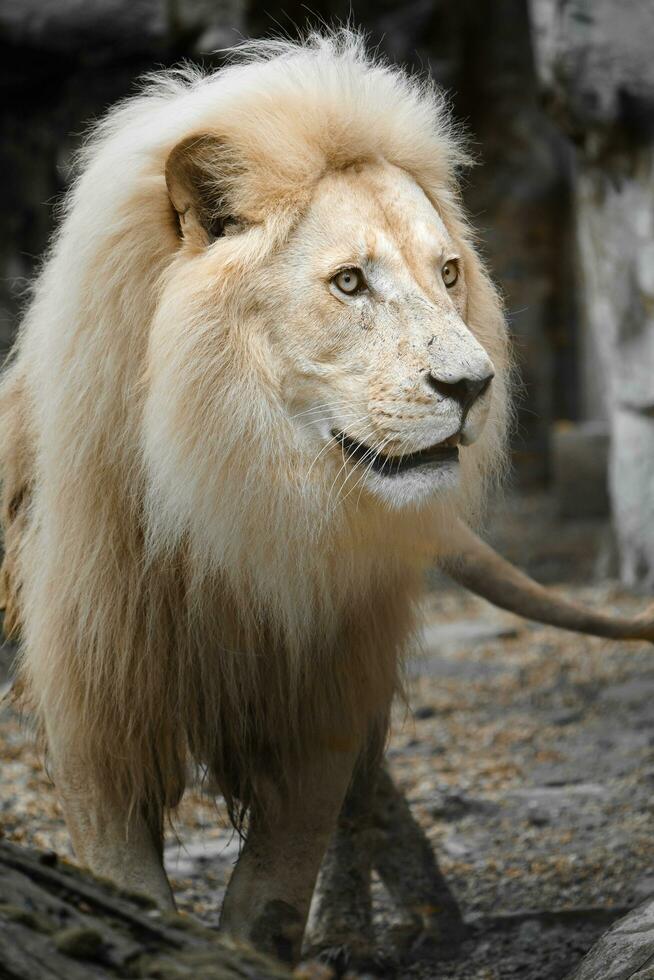 Portrait of African lion in zoo photo