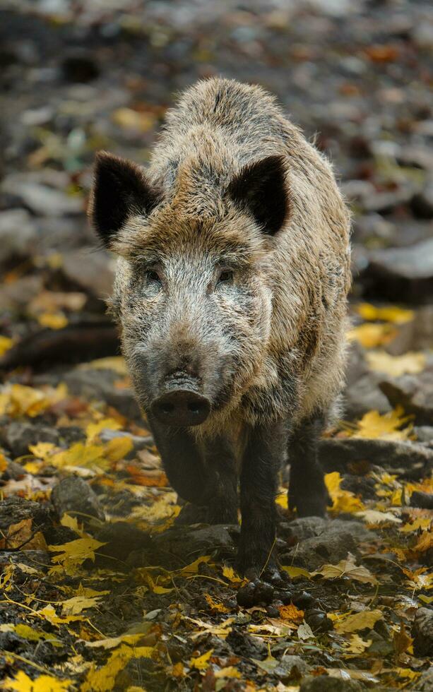 Portrait of Wild boar in zoo photo