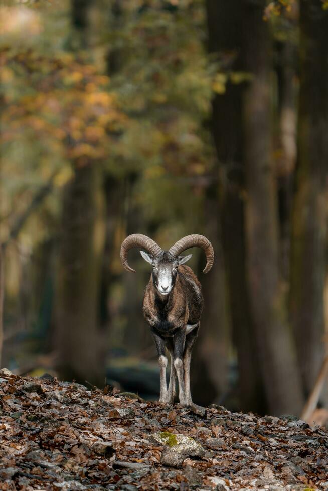 Portrait of Mouflon in zoo photo