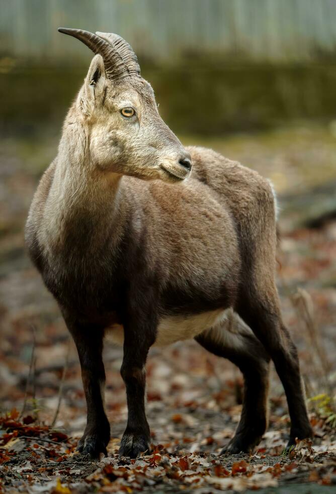 Portrait of Alpine ibex in zoo photo