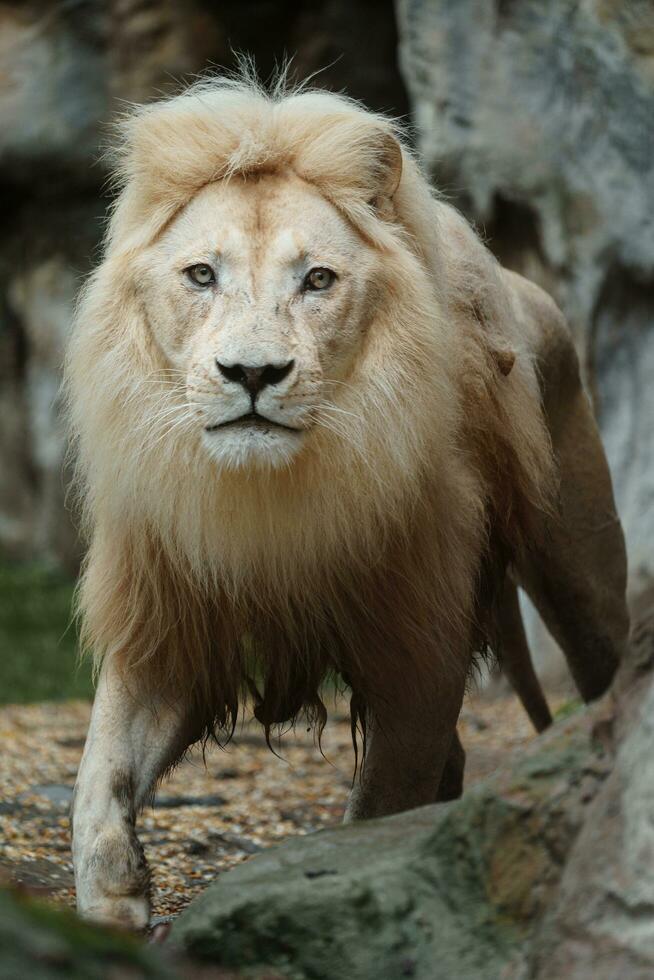 Portrait of African lion in zoo photo