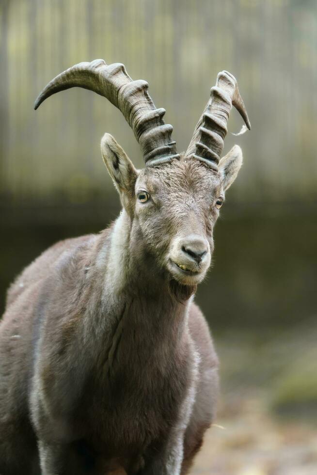 Portrait of Alpine ibex in zoo photo