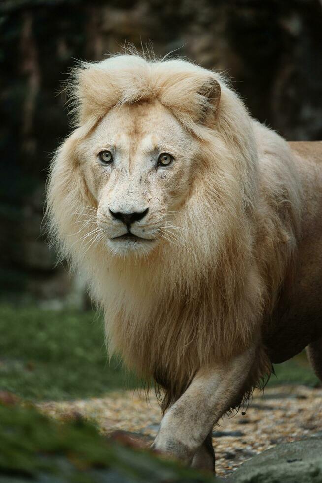 Portrait of African lion in zoo photo