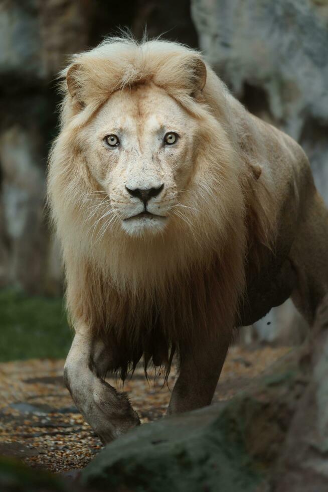 Portrait of African lion in zoo photo