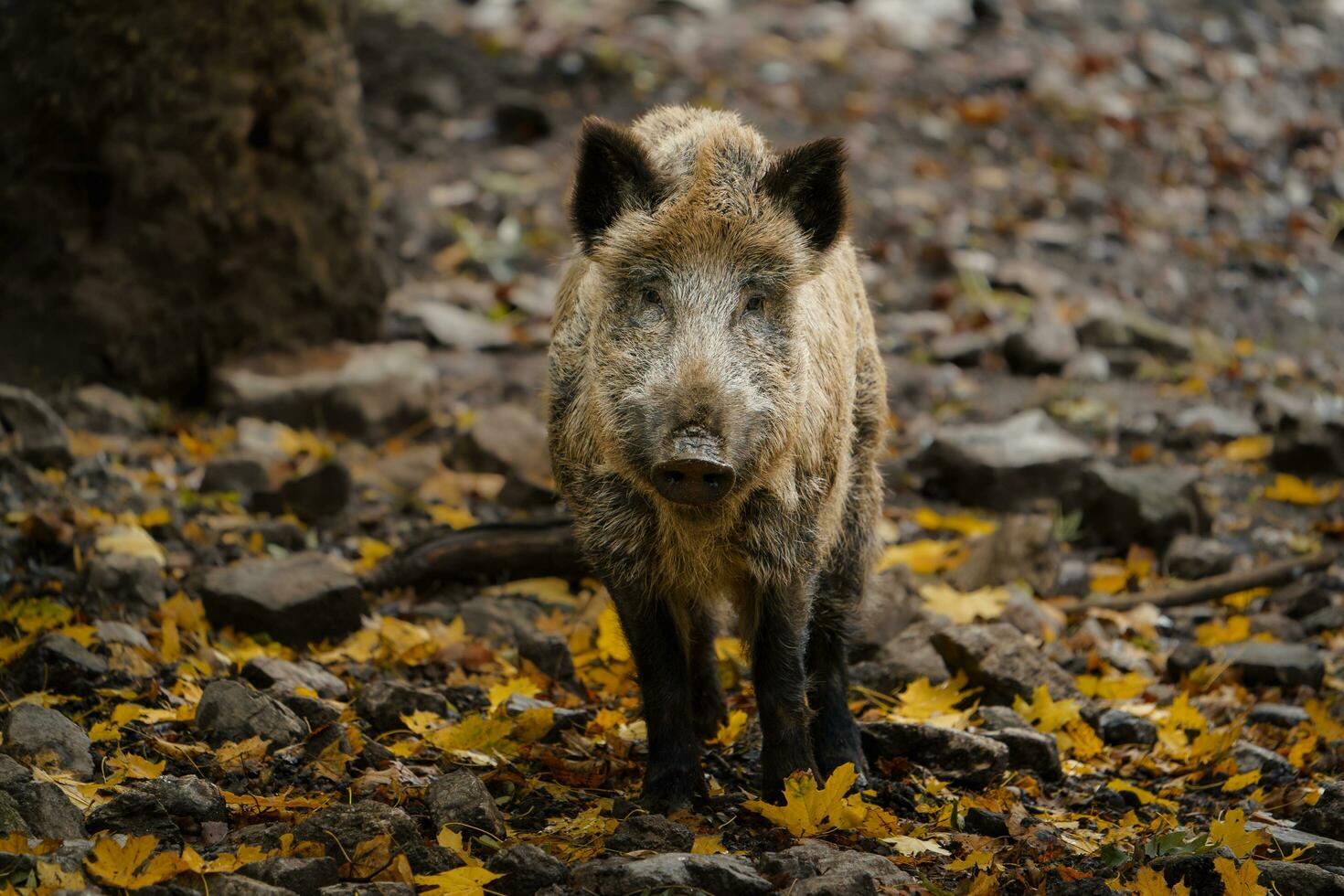 Portrait of Wild boar in zoo photo