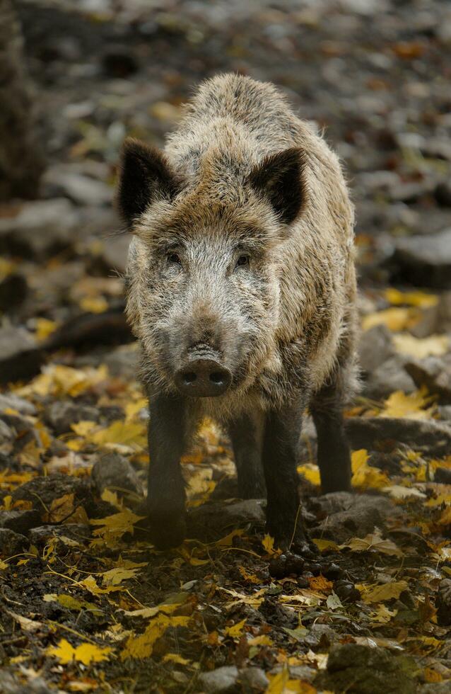 Portrait of Wild boar in zoo photo