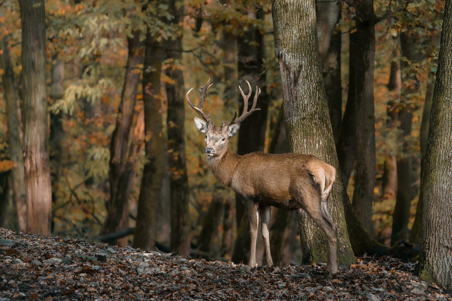 Portrait of Red deer in zoo photo