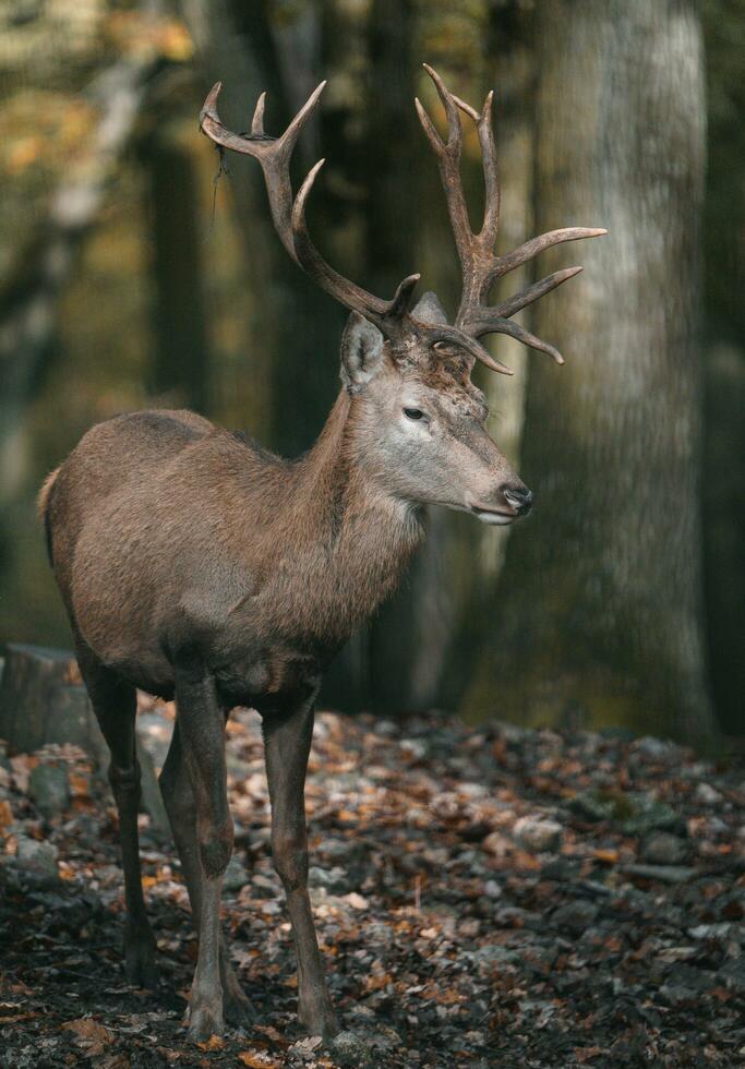 Portrait of Red deer in zoo photo