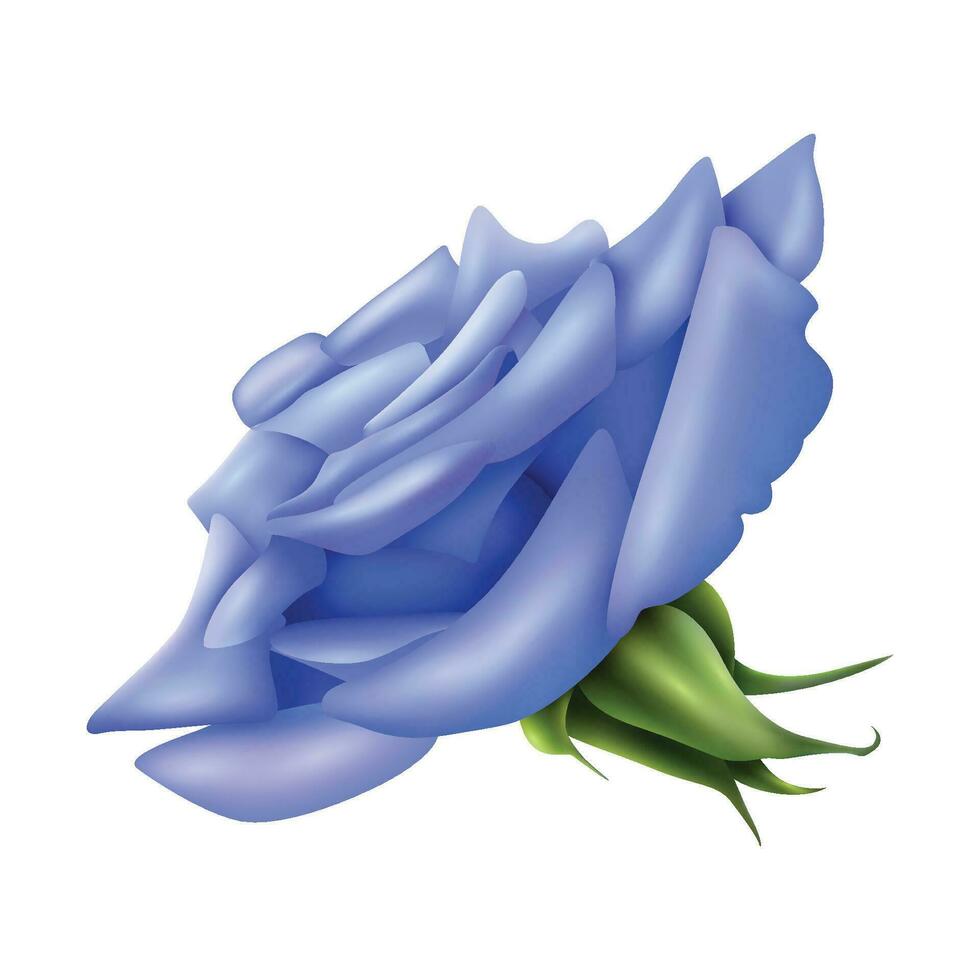 Vector big blue rose on white background