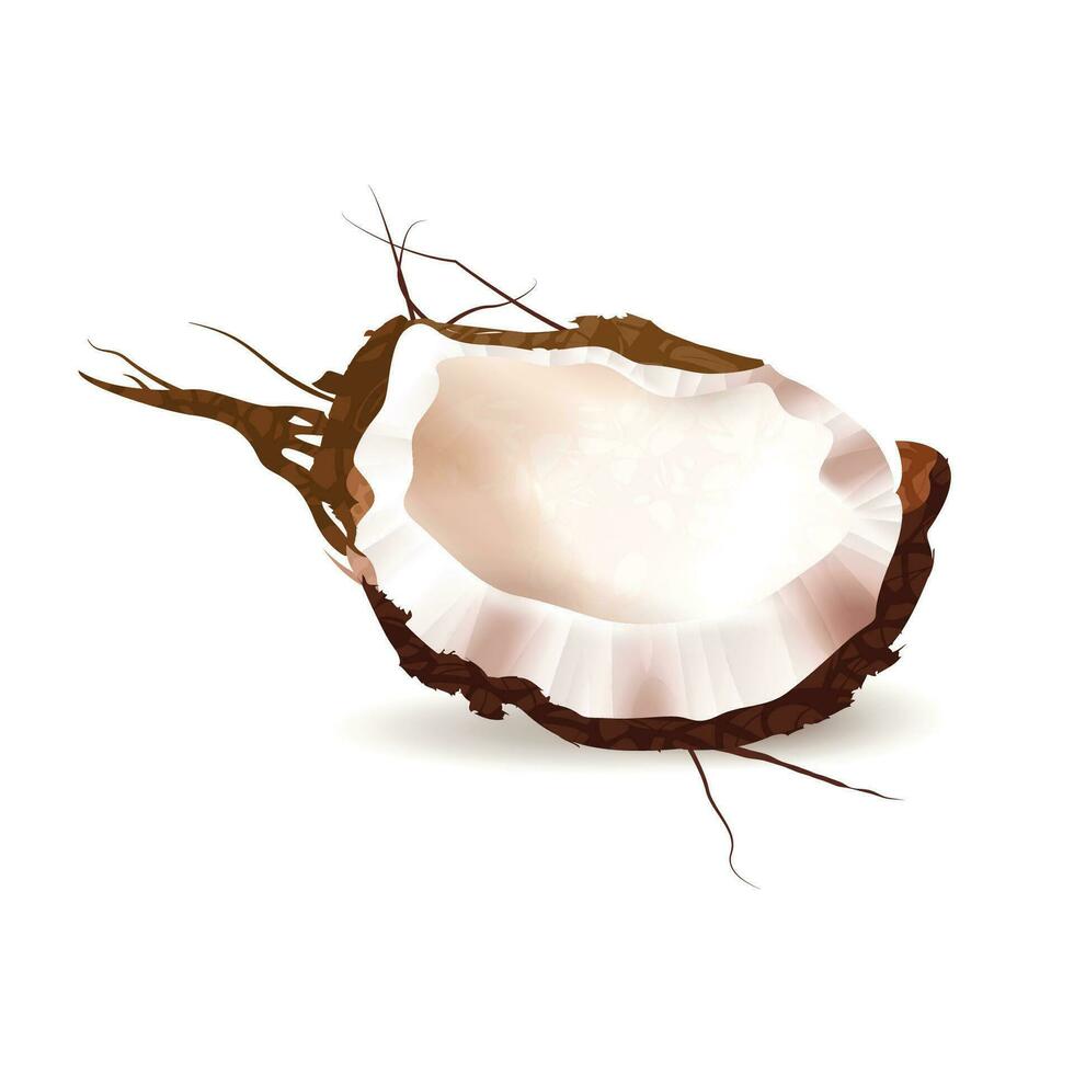 Vector realistic coconut illustration on white
