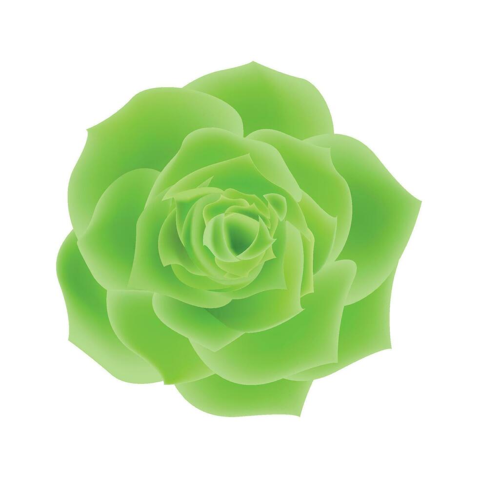 vector verde Rosa flores realista aislado en blanco