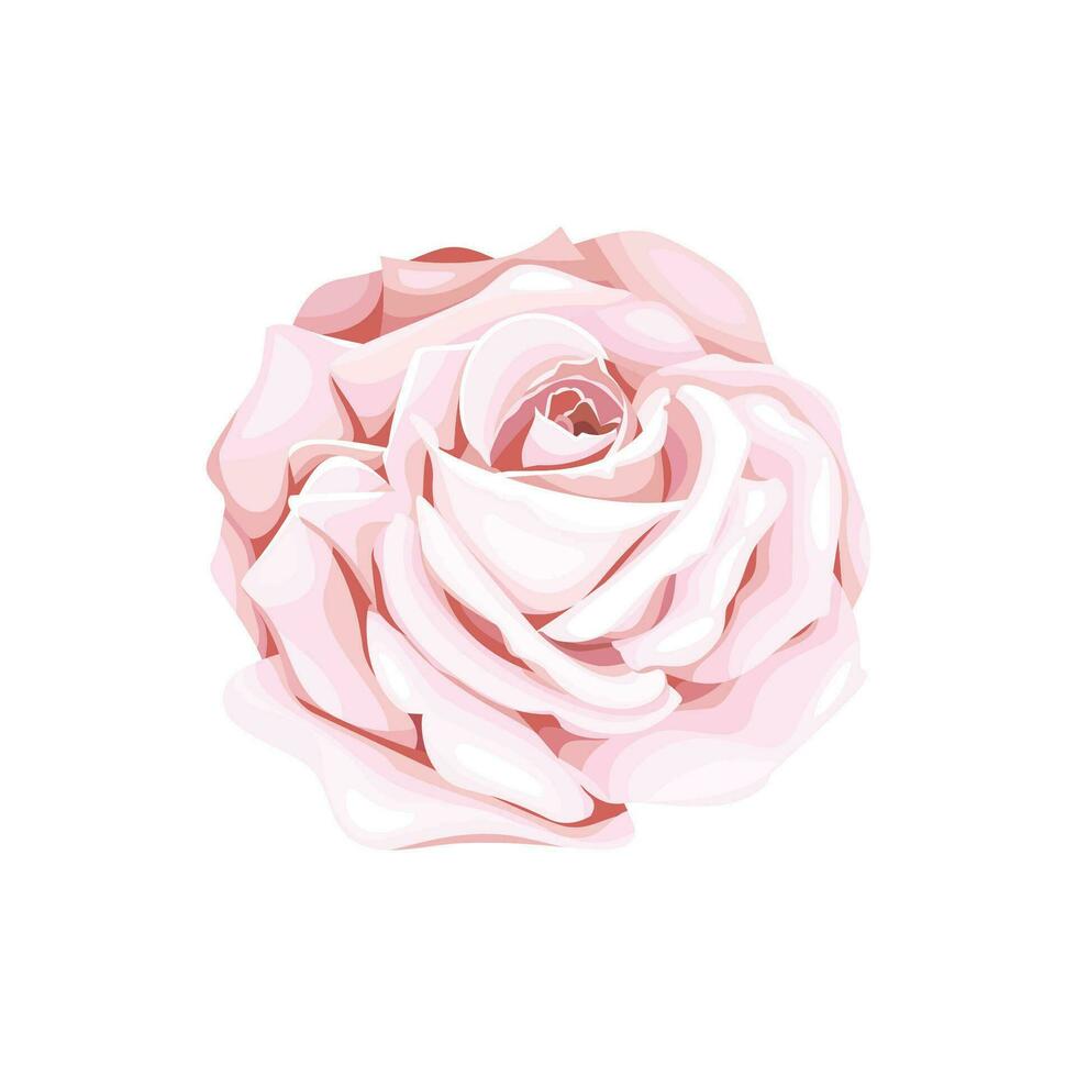 vector floreciente Rosa en el blanco antecedentes