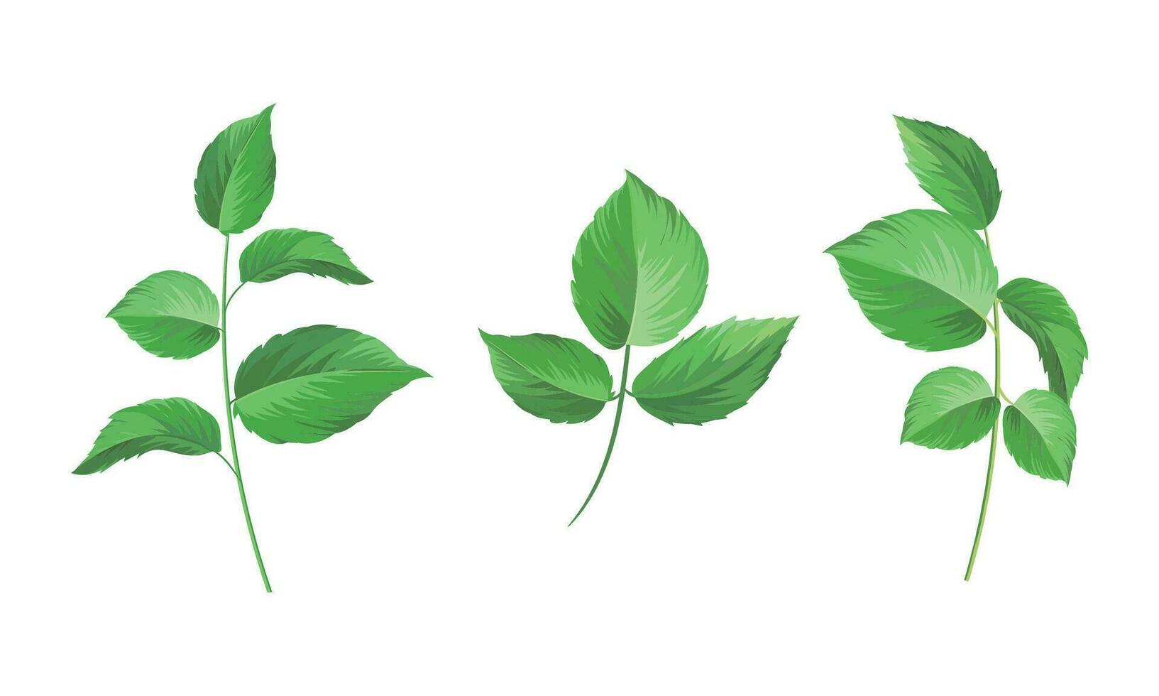 Vector vintage botanical leaf collection