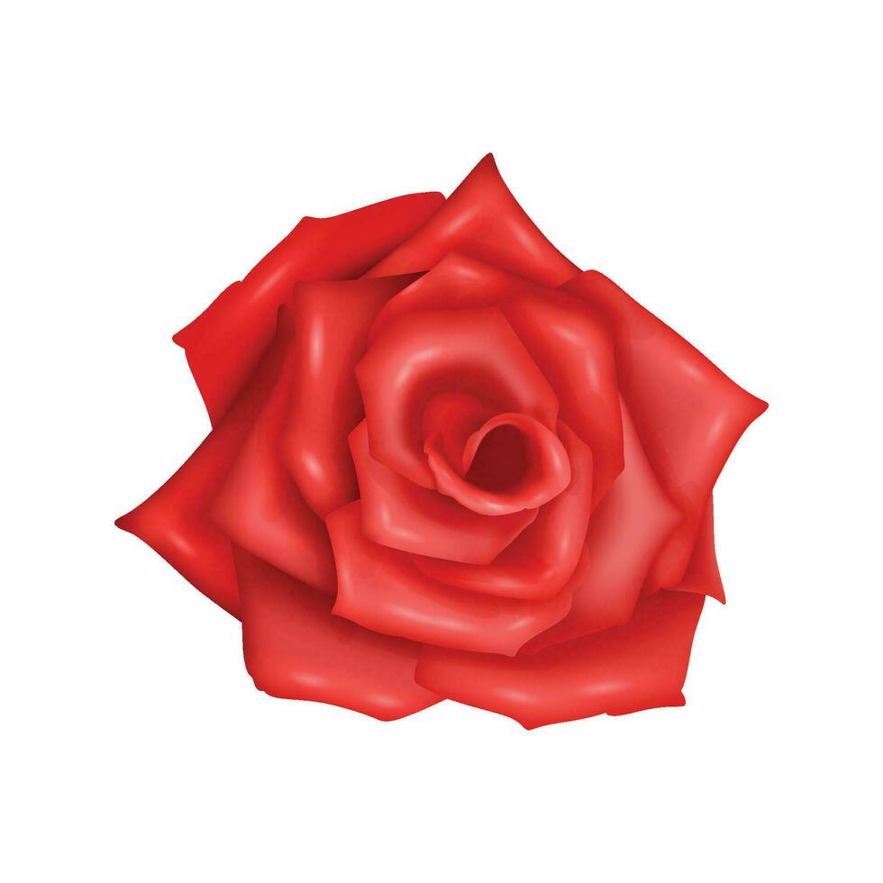 Vector rose realistic with red flower isolated