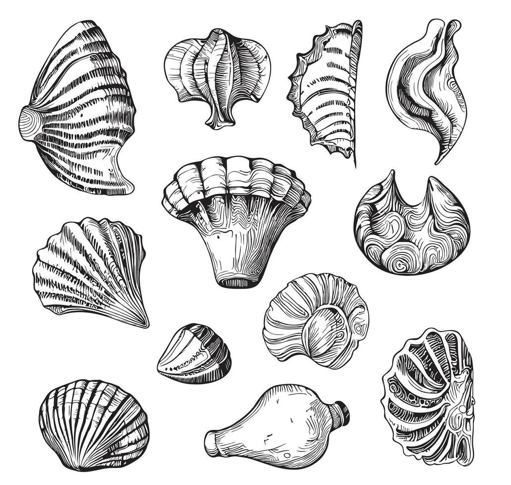 Sea shells hand drawn sketch in doodle style Vector illustration