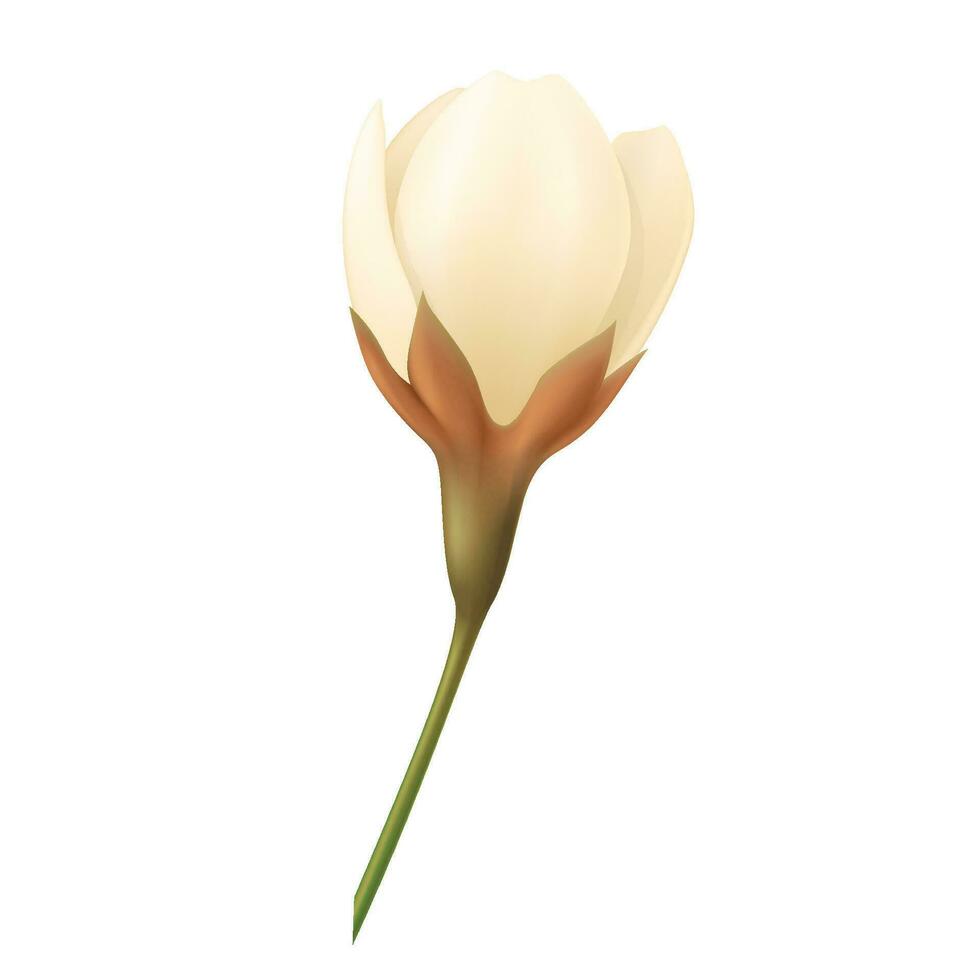 Vector yellow realistic tulip flowers bouquet vector illustration