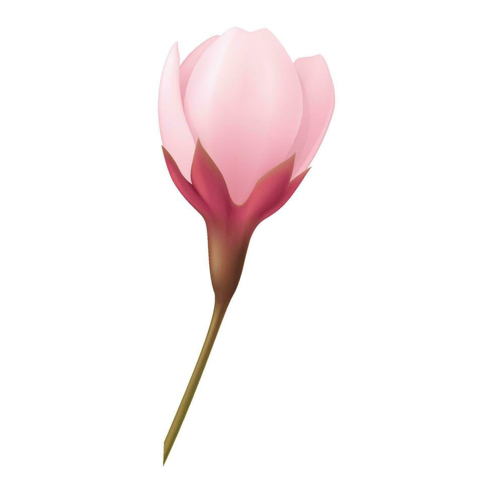 Vector pink realistic tulip flowers bouquet vector illustration