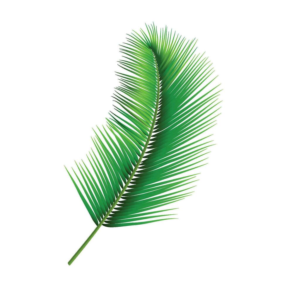 Vector palm tree leaves isolated vector illustration