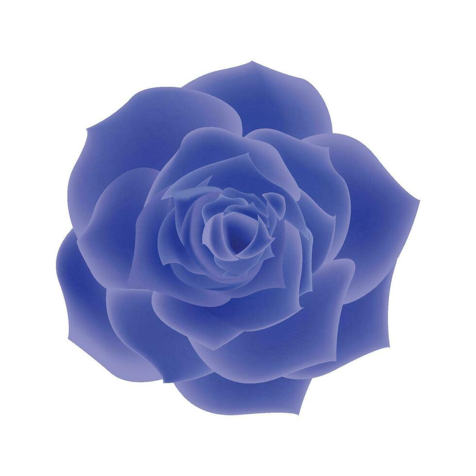 Vector blue rose flowers realistic isolated on white