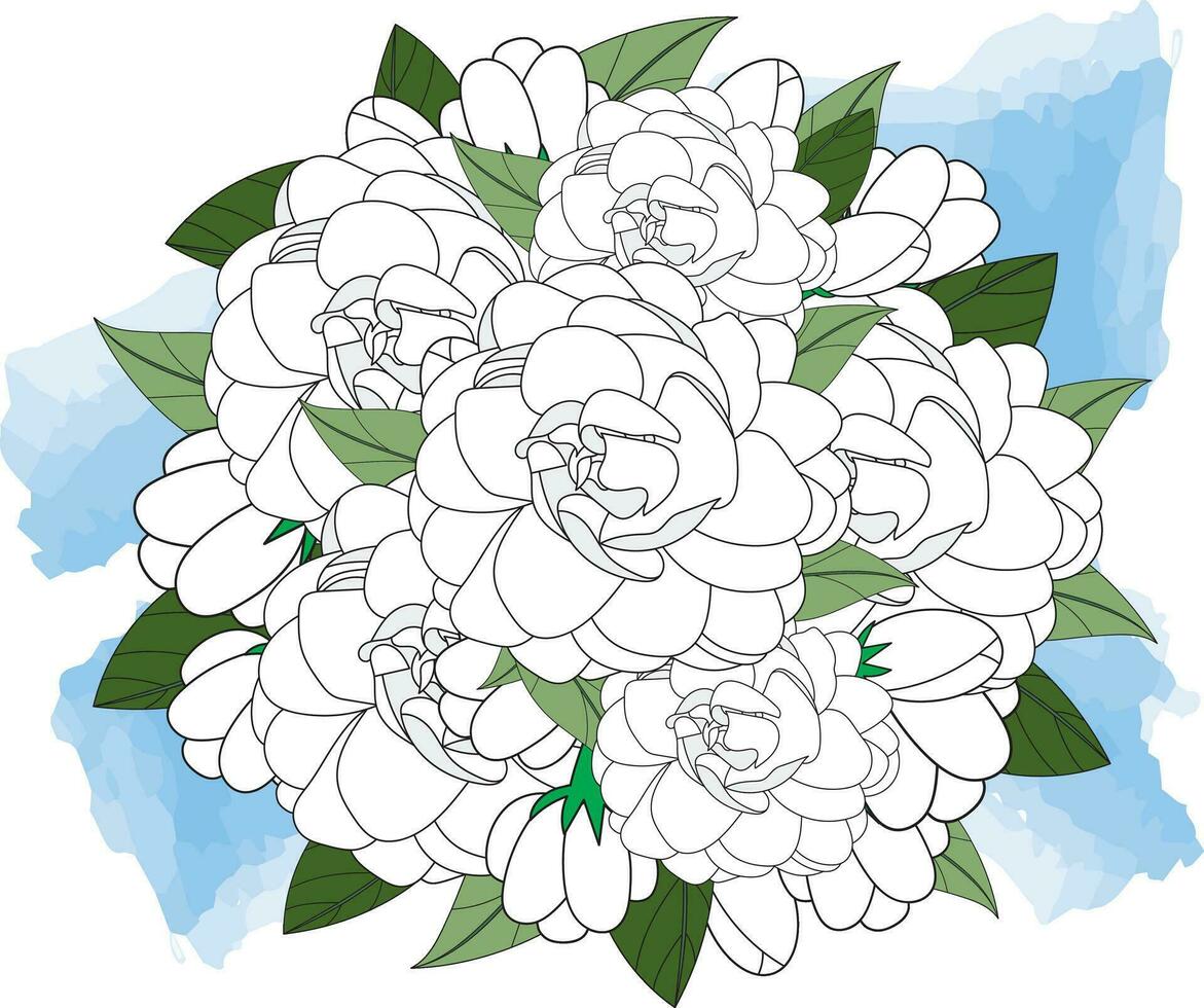 Illustration of white jasmine flower with leaves on blue background. vector