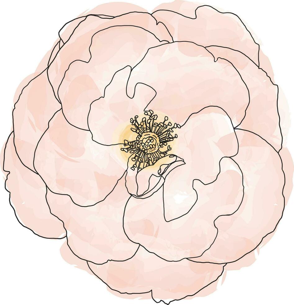 resumen línea de Rosa flor en color salpicado antecedentes. vector