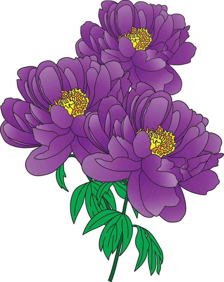 Illustration of the violet peony flower with leaves on empty background. vector