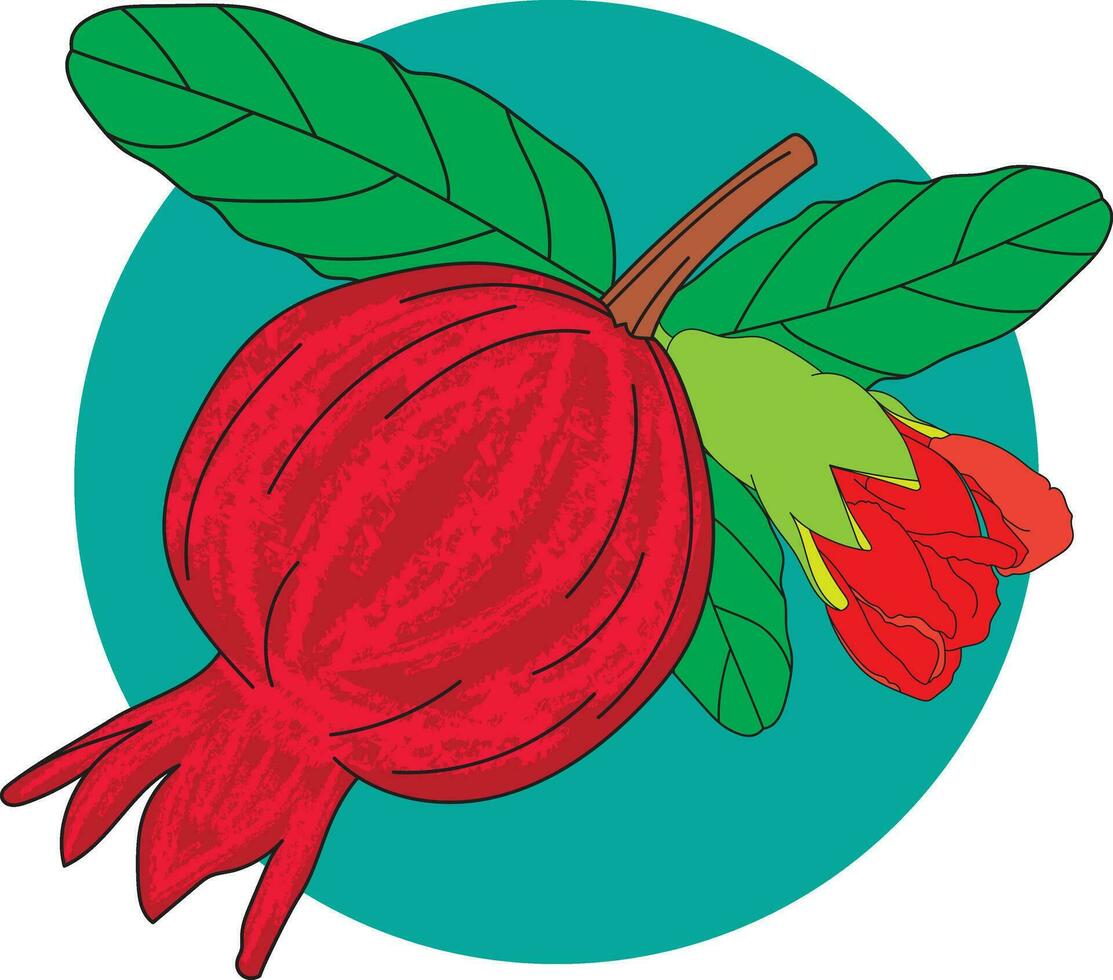 Abstract of Pomegranate , Punica apple and flower with leaves on circle green background. vector