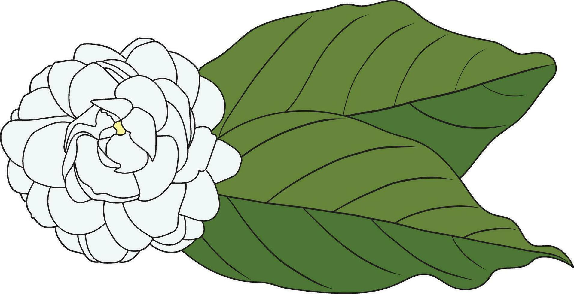 Abstract of white Arabian jasmine flower with leaves on white background vector