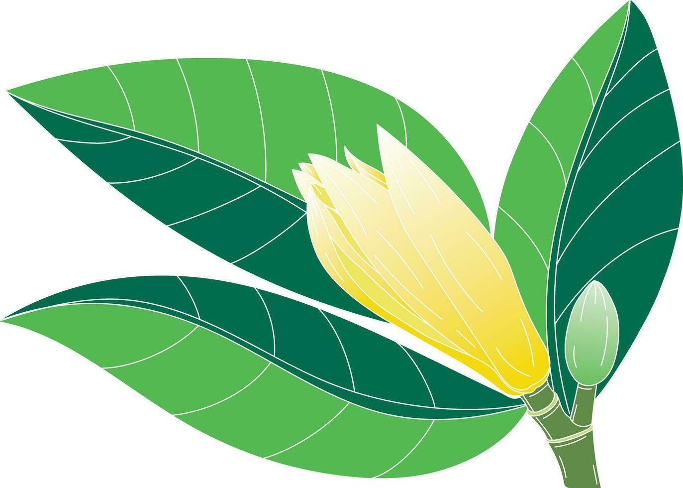 Abstract of chempaka flower with leaf on white background vector